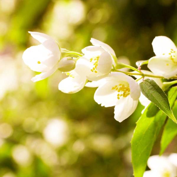 AROMA WHITE JASMINE 500ML
